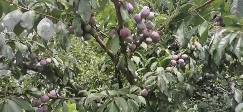 四川脆红李子丰收采摘场景