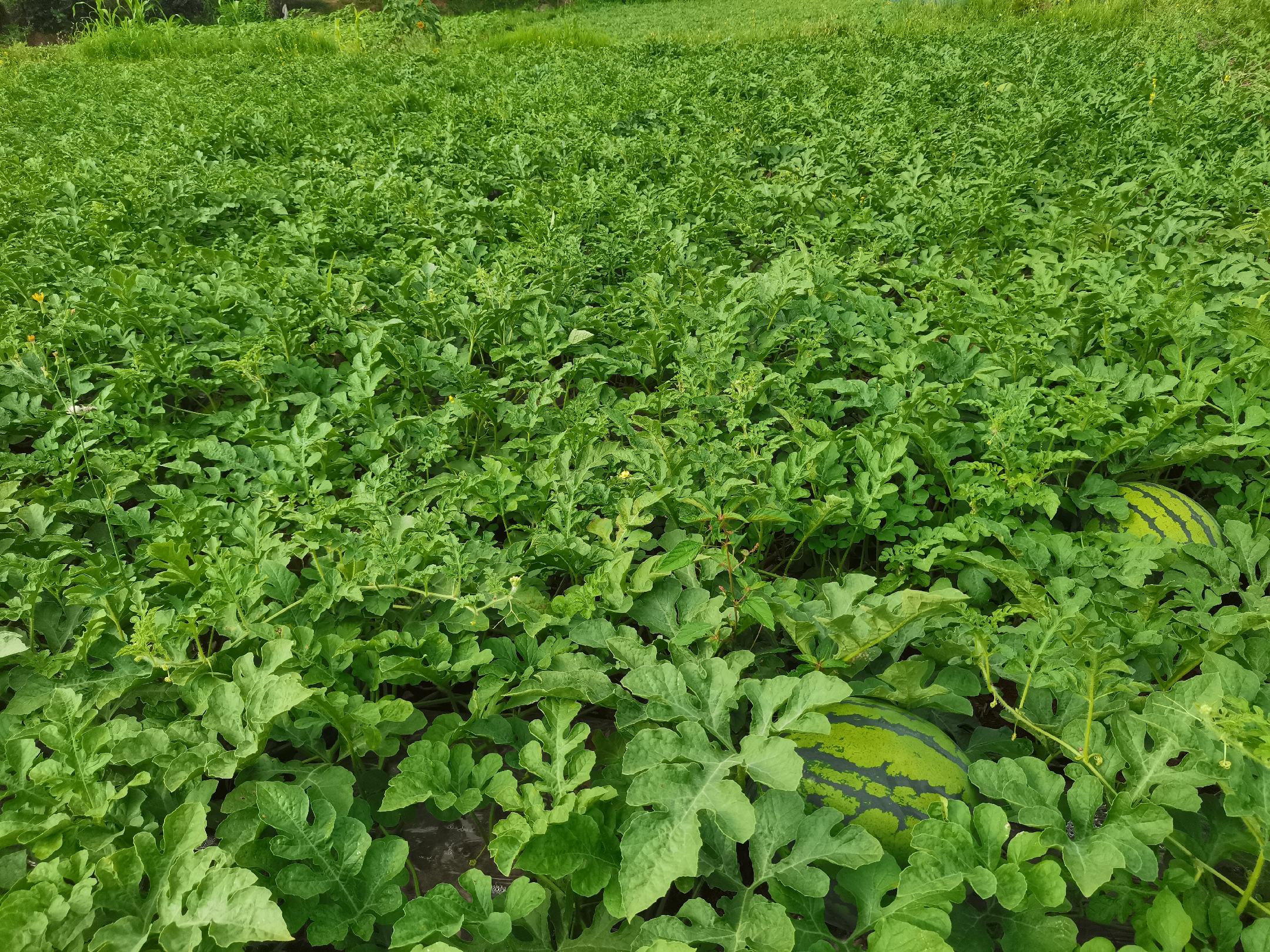 农户在瓜田中采摘美都麒麟西瓜场景