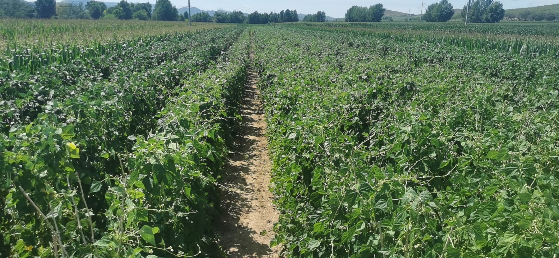 蚕豆与兰花豆的植物分类对比