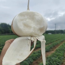 广西南宁凉薯