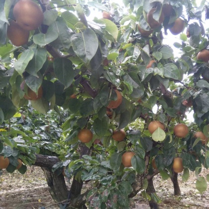 宜城市黄花梨价格行情走势 - 一亩田