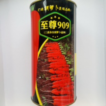 至尊909胡萝卜种子杂交品种春秋两用品种种子