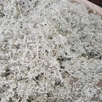 霉茶