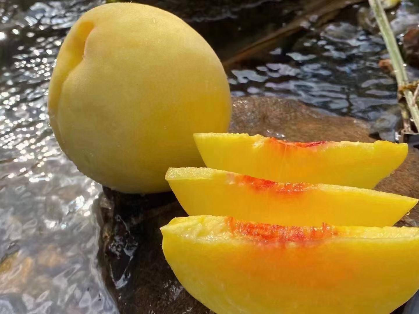 成熟高山黄桃特写展示