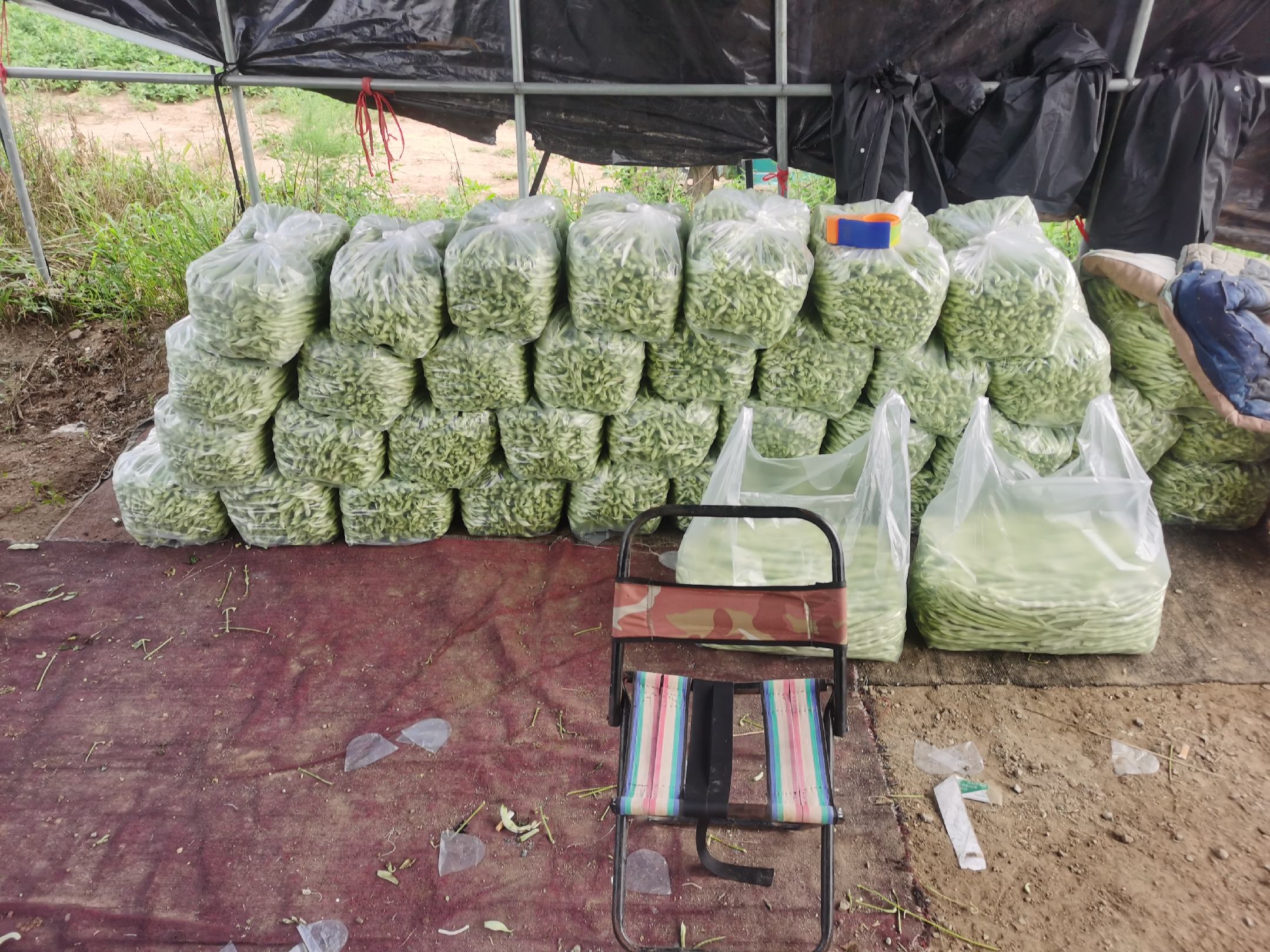 左侧为新鲜翠绿色的芸豆豆荚,饱满有光泽;右侧为明显发黄的芸豆,豆荚皱缩、色泽暗淡,两者并列摆放形成鲜明对比,用于展示品质差异 新鲜绿色芸豆与发黄芸豆对比图