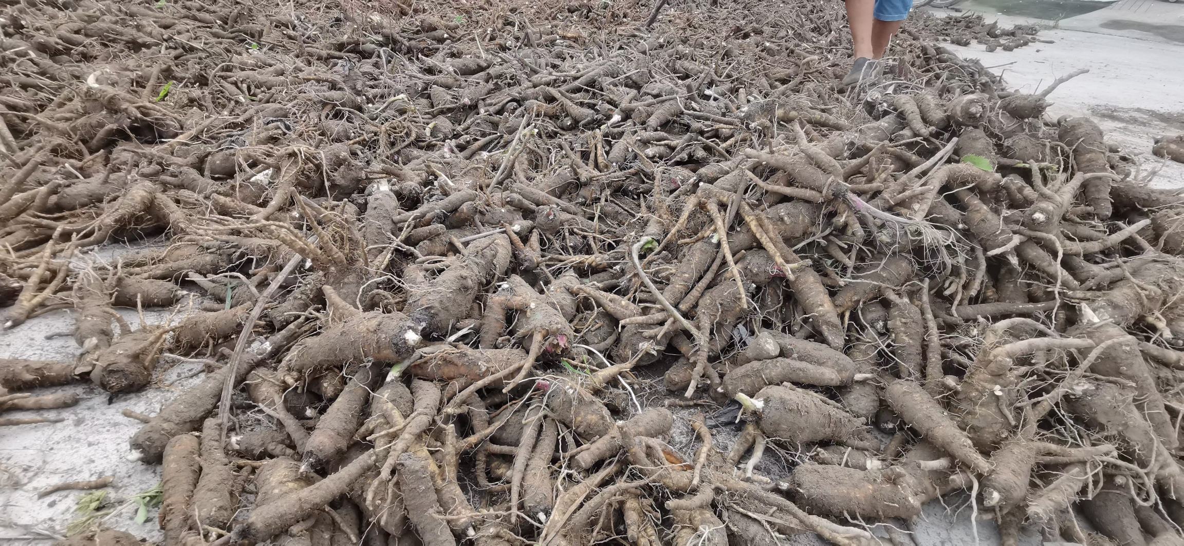 农民正在田间采挖白芷,使用锄头小心起根,旁边堆放着洗净晾晒的白芷根条,部分正在进行切片处理,场地整洁有序,配有遮阳棚和筛网,体现规范化初加工流程 川白芷采收与初加工现场