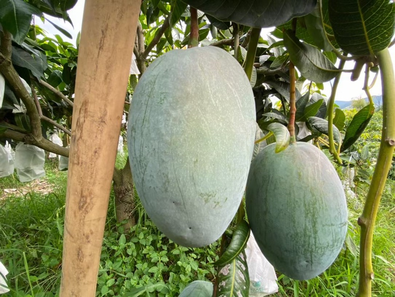 一个完整的凯特芒静置于白色背景上,果实呈深绿色,表面光滑,形状为典型的卵圆形,果蒂部分完整,无损伤或腐烂迹象 凯特芒整果展示