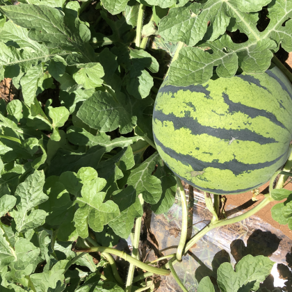 麒麟西瓜价格行情