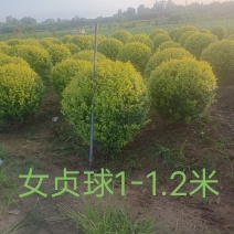 金叶女贞球