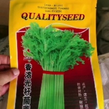 光杆茼蒿种子小叶四季皇帝茼蒿菜种