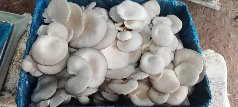市场中摆放整齐的新鲜平菇