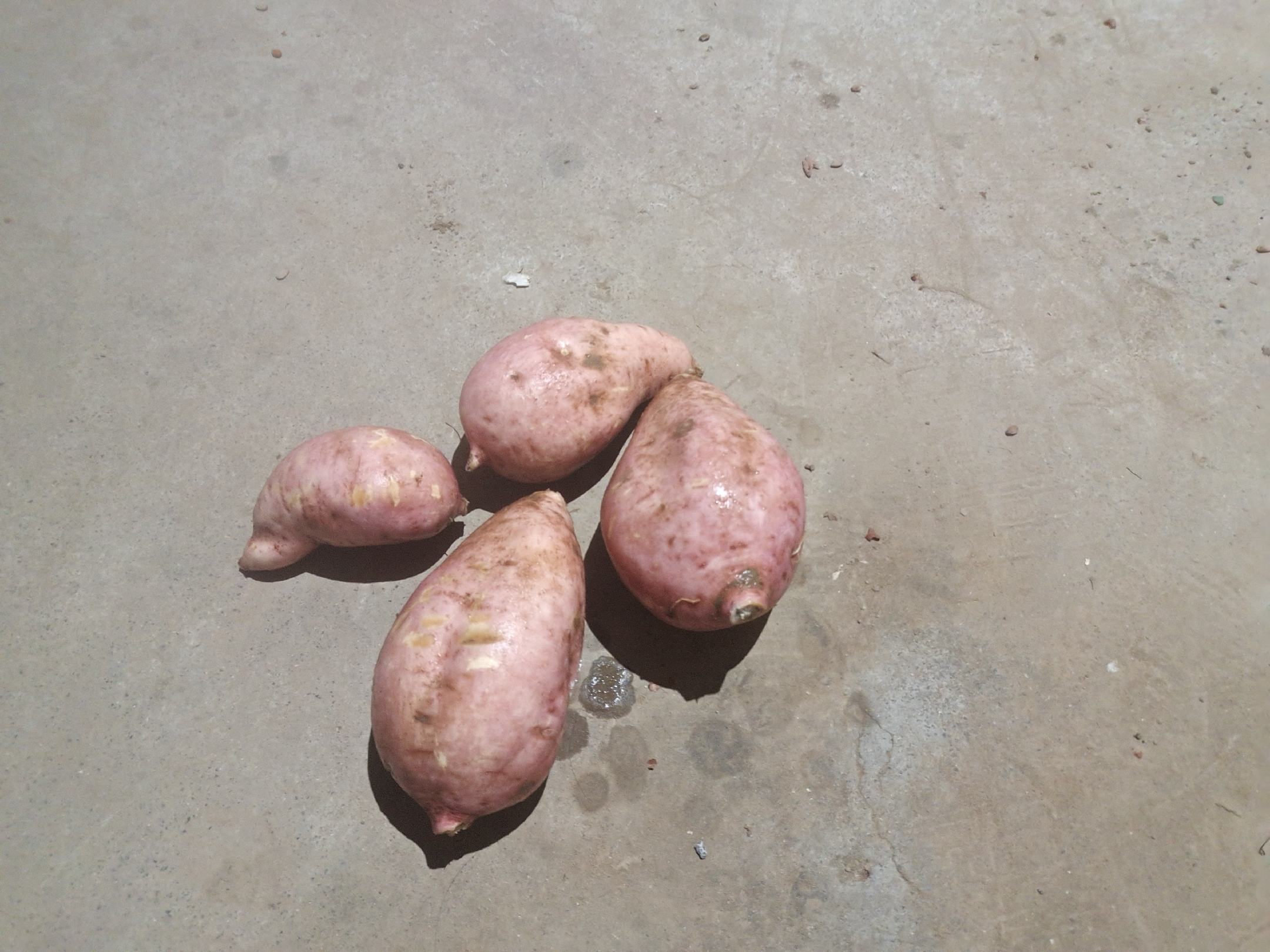 龙九薯地瓜多样烹饪成品拼盘