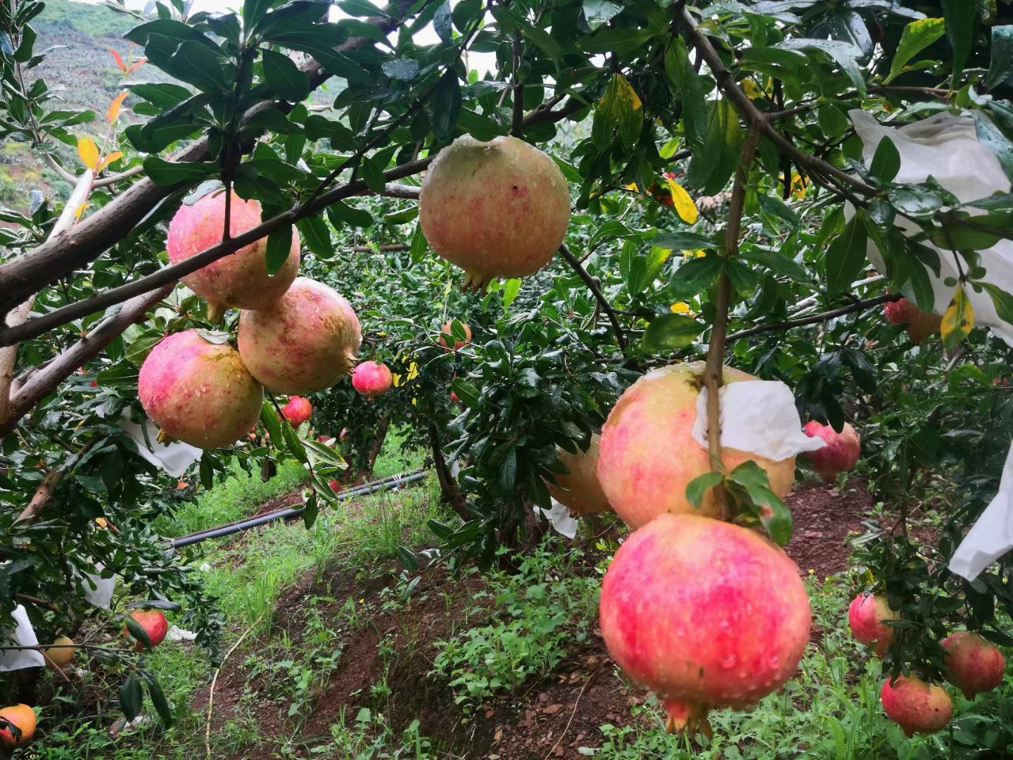 软籽石榴树生长实景