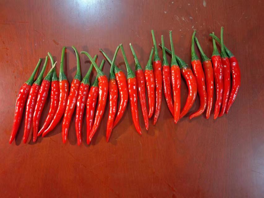 两盘并列摆放的红色小辣椒,左侧为典型的小米椒,细长尖锐,色泽鲜红;右侧为满天星辣椒,果实更短粗,簇状生长,整体呈深红至暗红色,背景为木质厨房台面,旁边配有辣椒剪刀和瓷碟 小米椒与满天星辣椒对比图