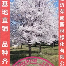 大量处理日本晚樱10-14公分早樱12-25公分