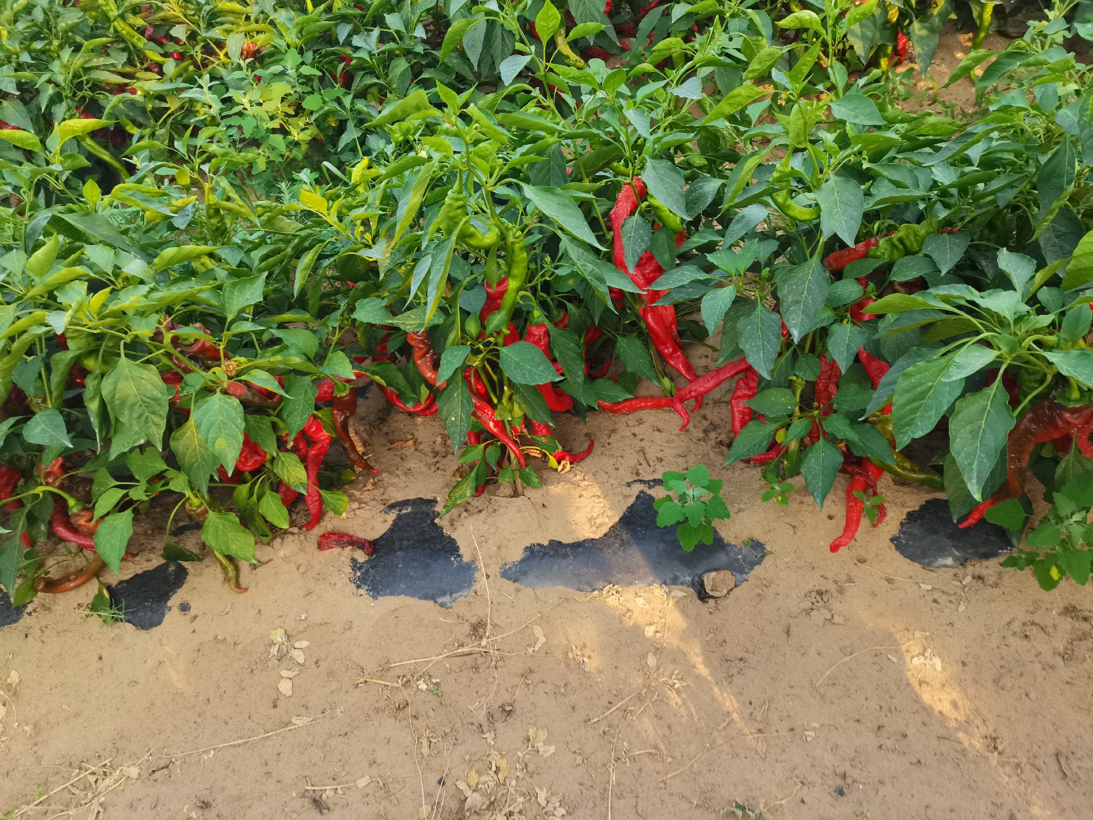 红椒丝果实特写,细长鲜红,果皮光滑 红椒丝果实特写