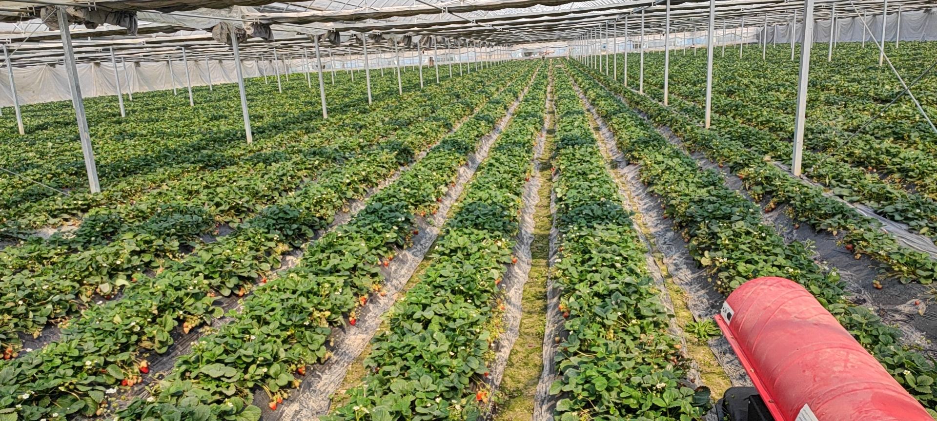 草莓不同栽培模式对比图