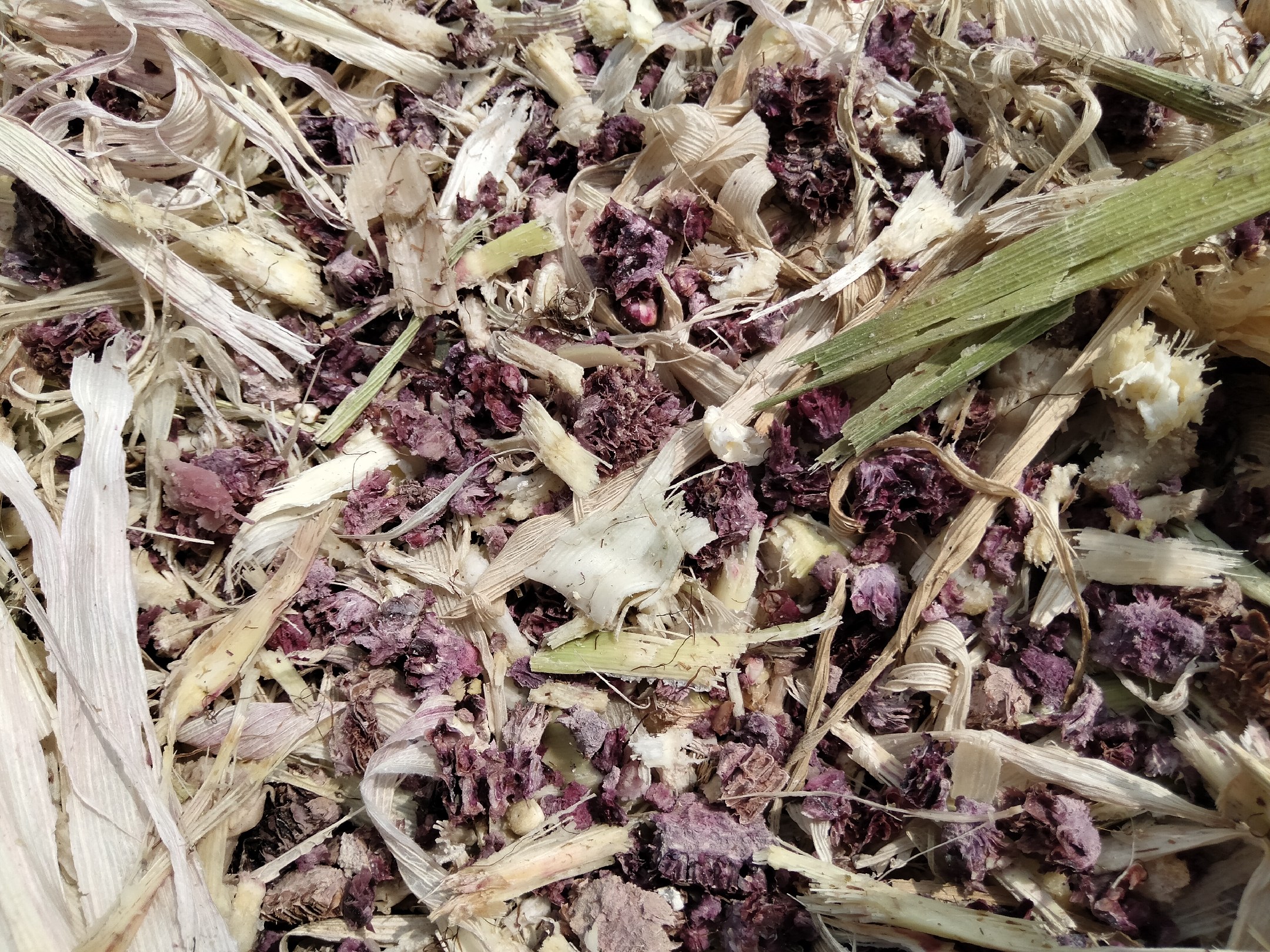 玉米蚜虫危害
