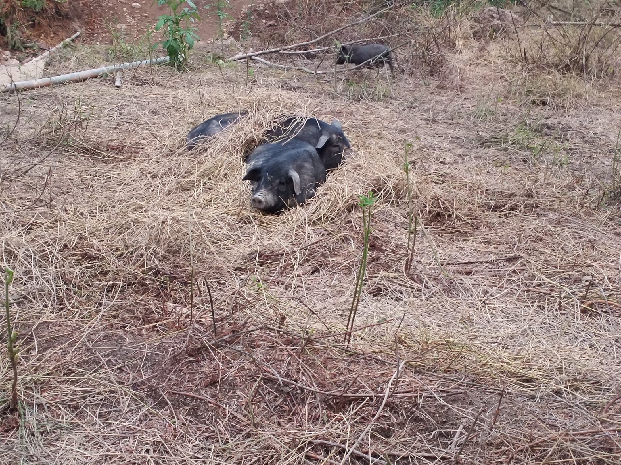 红薯粉与红薯面的营养对比图