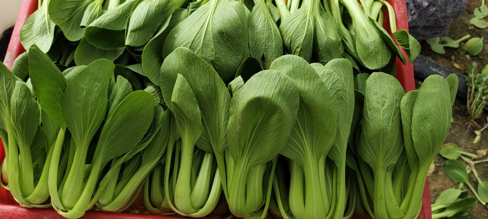 超市货架上的scallion标识商品