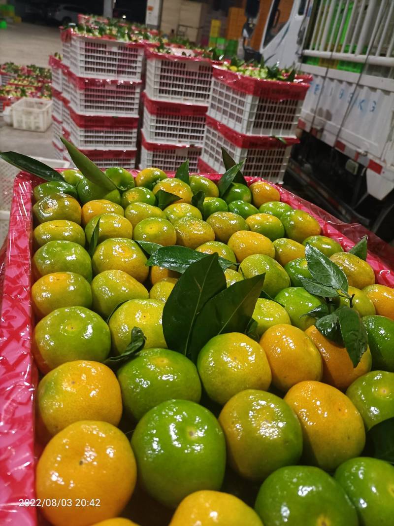 云南蜜桔皮薄肉嫩,囗感甜,主供电商自己承包果园,一手货源