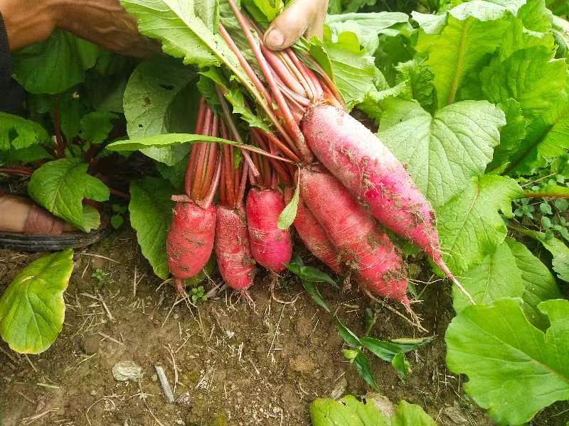 一位穿着工作服的农民蹲在田地中采摘刚挖出的红皮萝卜,手中拿着一把带着泥土的萝卜,根部鲜红,叶片青翠,身后是成堆的新鲜收获,展现出一派繁忙而喜悦的丰收画面 农民采摘红皮萝卜场景