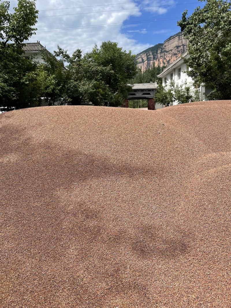 [高粱批发]山西长治黎城县高粱 1.96元/斤精选高梁(晋杂22 _ 一亩田