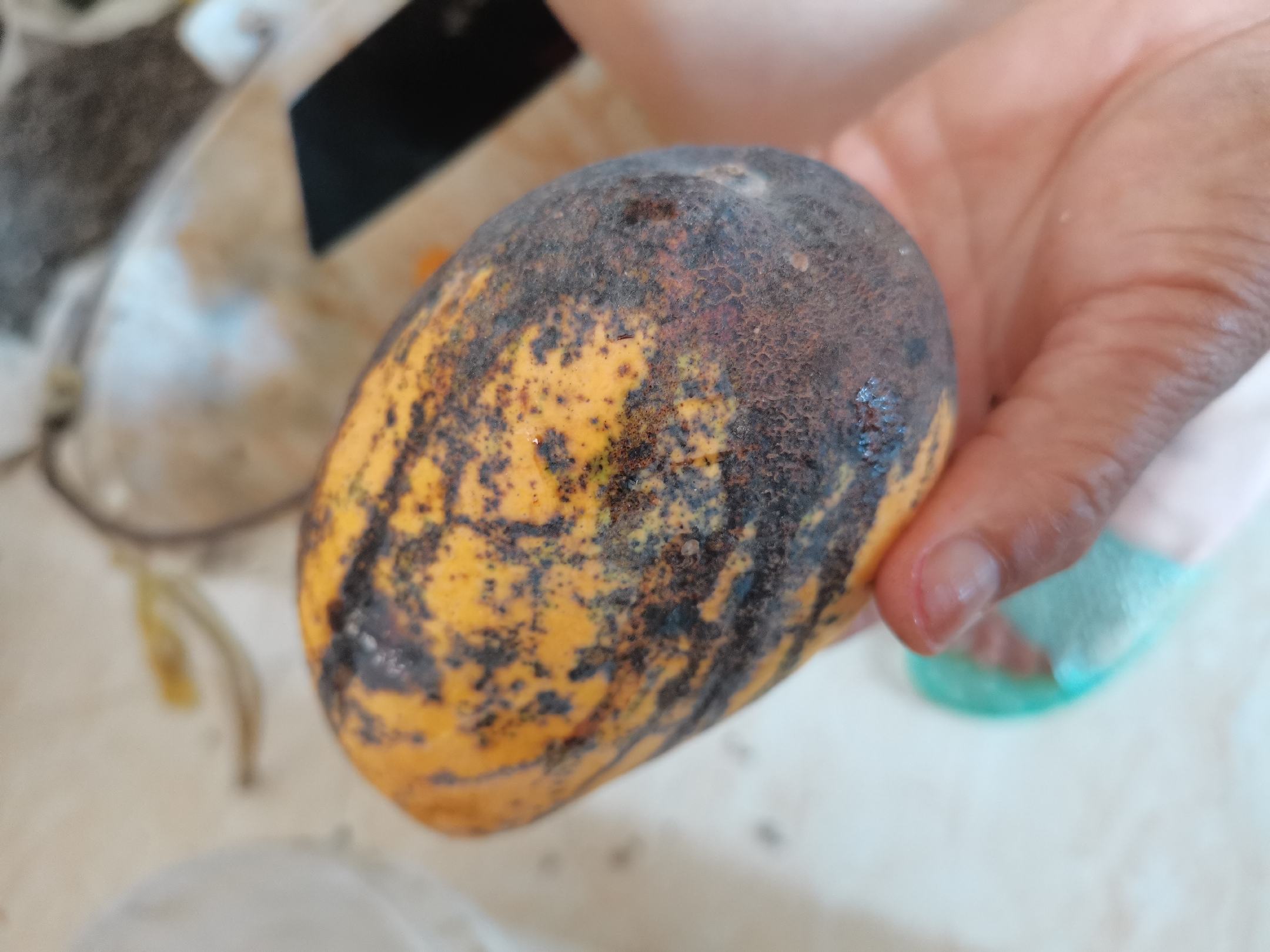 小台芒果实蒂部呈现深褐色至黑色腐烂区域,组织软化,部分果皮破裂,腐烂从果梗连接处向果肩扩散,背景为木质果筐,显示采后病害特征 小台芒果蒂部位出现深褐色腐烂并向果实蔓延