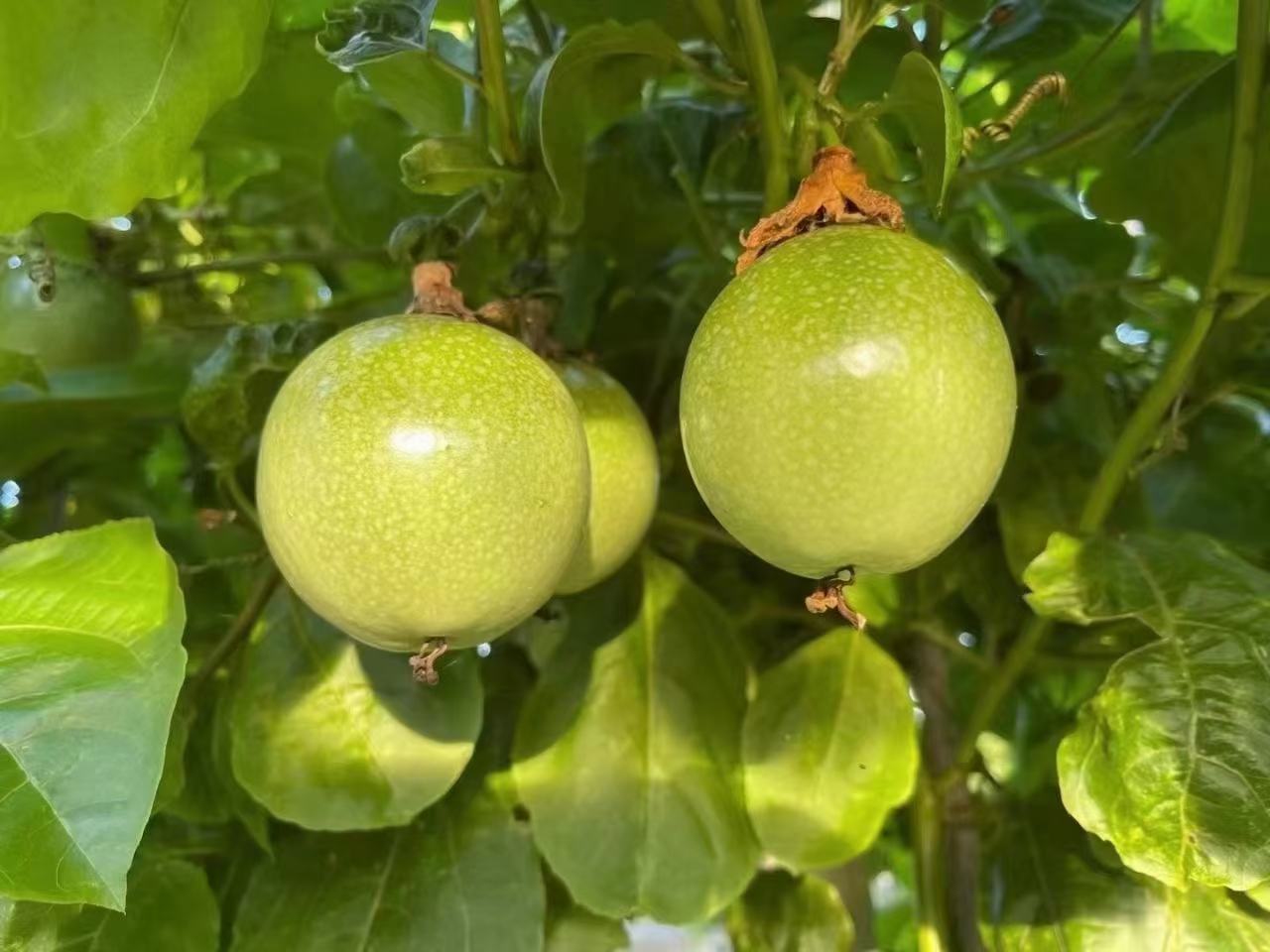 百香果苗在家庭阳台盆栽中的生长实景