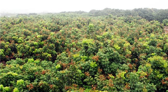 广西龙眼果园实景图