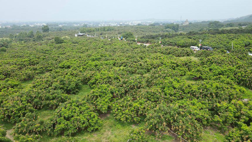 石硖龙眼果园航拍