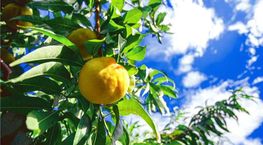 果农采摘炎陵黄桃特写