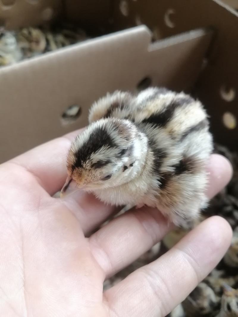 七彩山鸡出壳苗包邮包活已做疫苗诚信经营