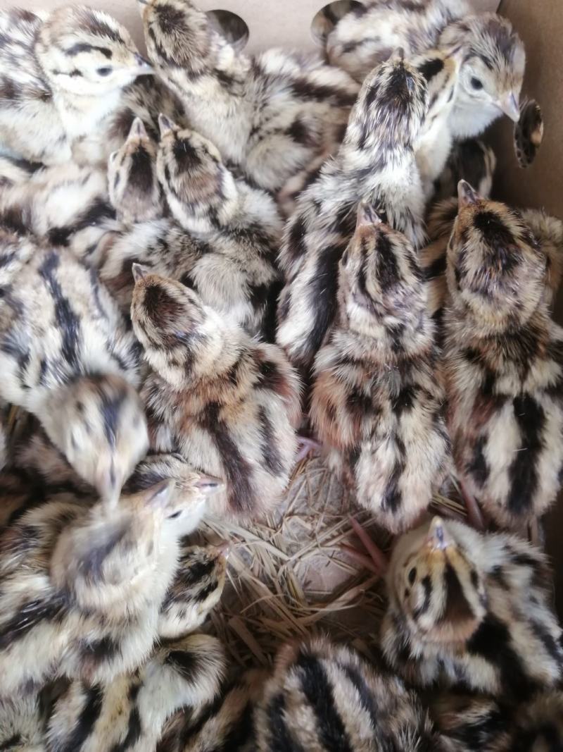 七彩山鸡出壳苗包邮包活已做疫苗诚信经营