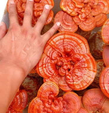 [灵芝批发]鲜灵芝 泡酒 种苗 观赏 黑龙江鲜灵芝常年 产地直采价格8.