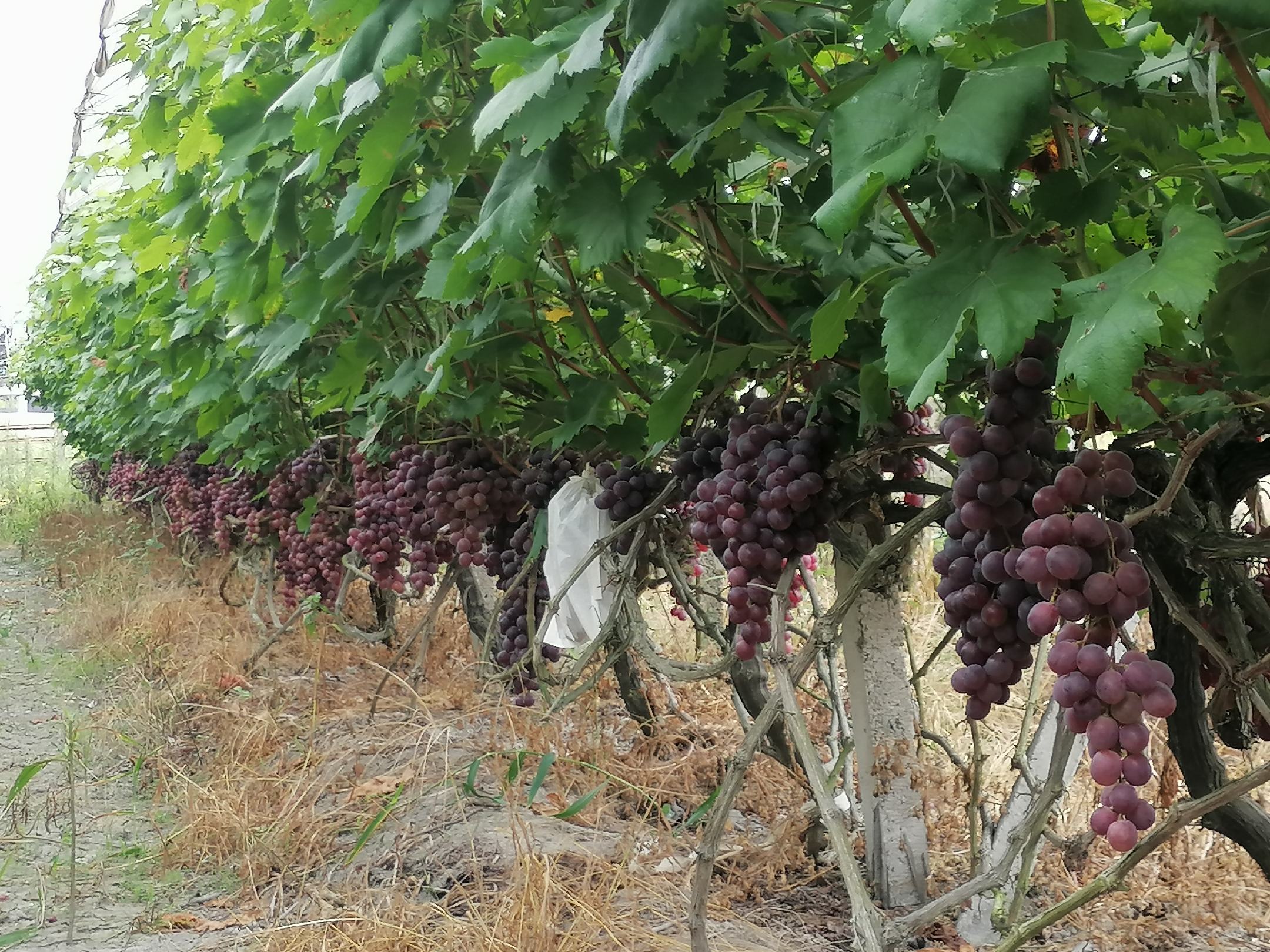 葡萄叶片出现黑斑病斑特写