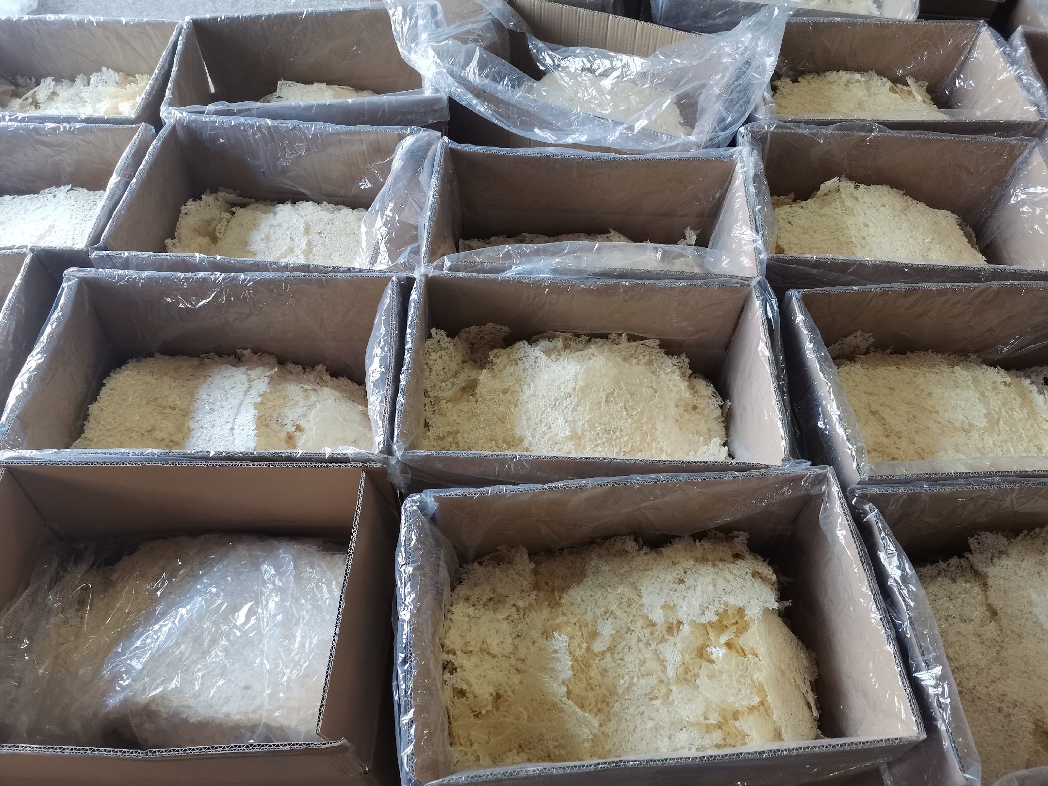 丑耳冰水冷藏浸泡过程