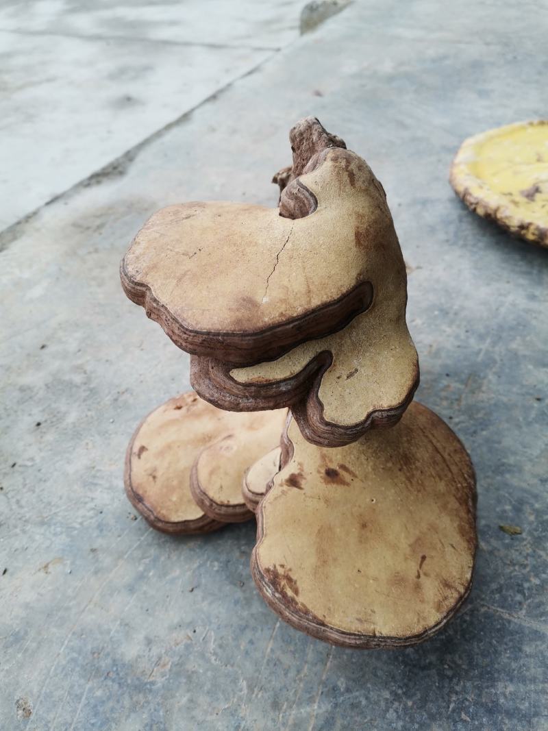 野生木灵芝树舌干透干净无虫蚀,全国发货需要的电联