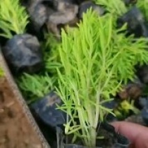 定州盆景盆花千屈菜盆花宿根花卉多年生欢迎咨询采购