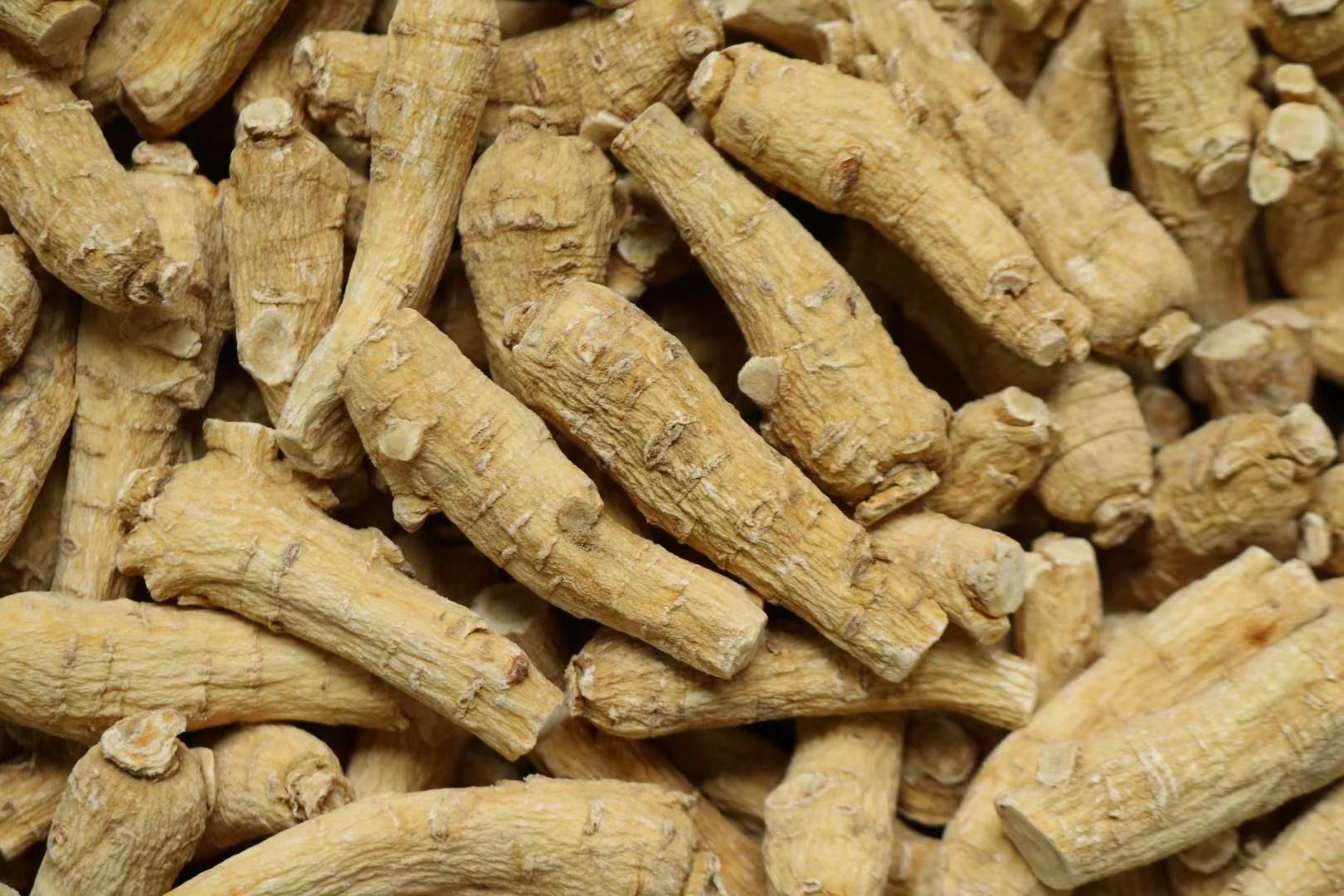 西洋参的根部特写