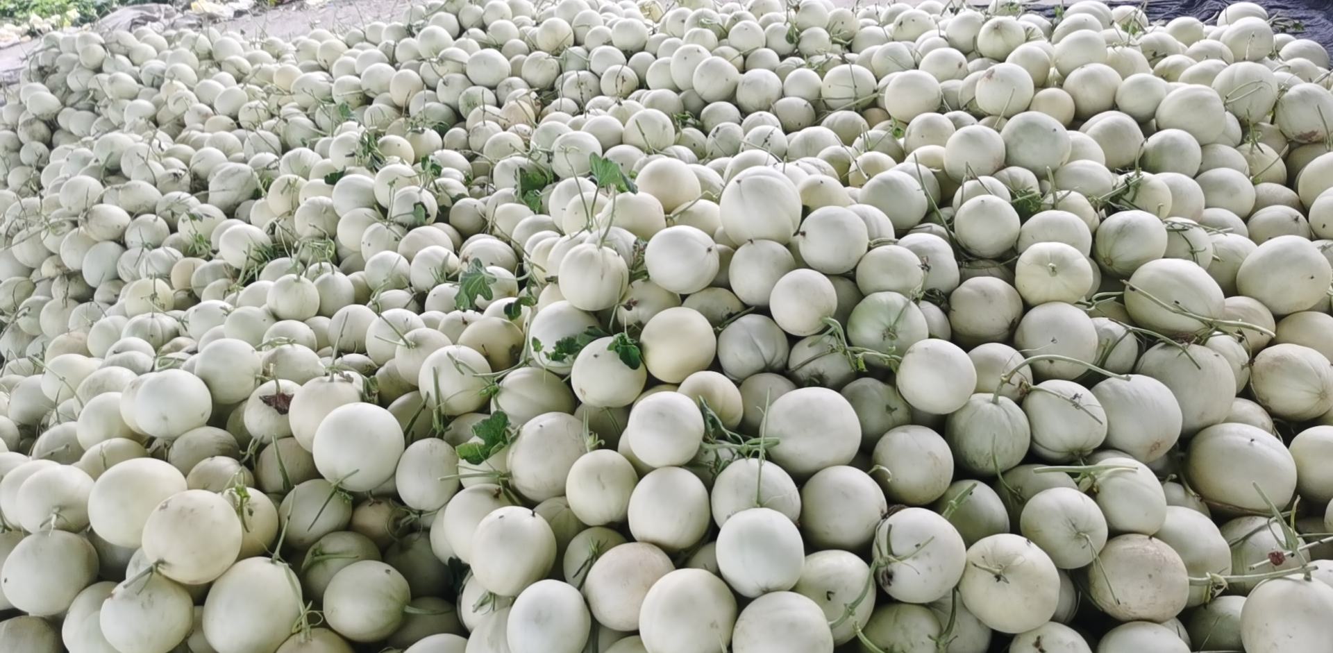 玉菇甜瓜采收现场,工人正在检查果皮颜色和果蒂脱落情况 玉菇甜瓜采收现场图
