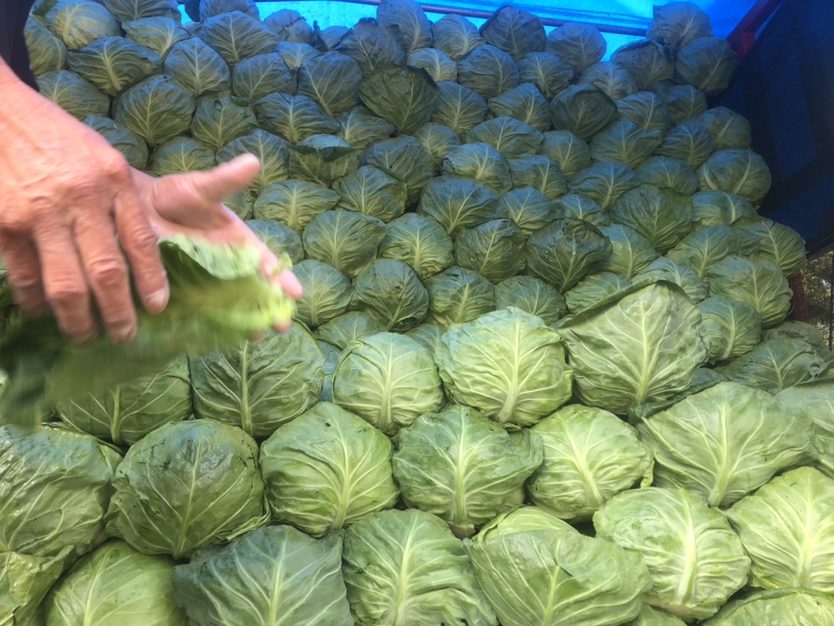一个农村集贸市场的蔬菜摊位上,堆放着多个新鲜采摘的中甘二十一甘蓝,叶球紧实、颜色鲜亮,摊主正在为顾客称重,周围有其他绿叶蔬菜搭配陈列,背景可见‘新鲜蔬菜’的手写招牌 中甘二十一甘蓝在农贸市场摊位上的销售场景