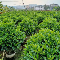 非洲茉莉30-50-80-100高度大量现货供应价格优惠