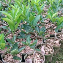 无籽青柠树苗(塔西堤)杯苗
