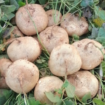 凉薯葛薯地瓜凉瓜地萝卜沙葛豆薯