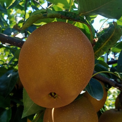 贵州黄花梨产地行情