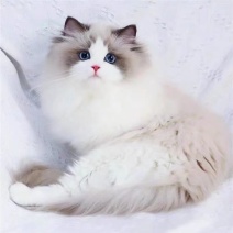 纯种布偶猫活体幼崽波斯海双蓝色宠物猫蓝眼睛布偶仙女黏人小