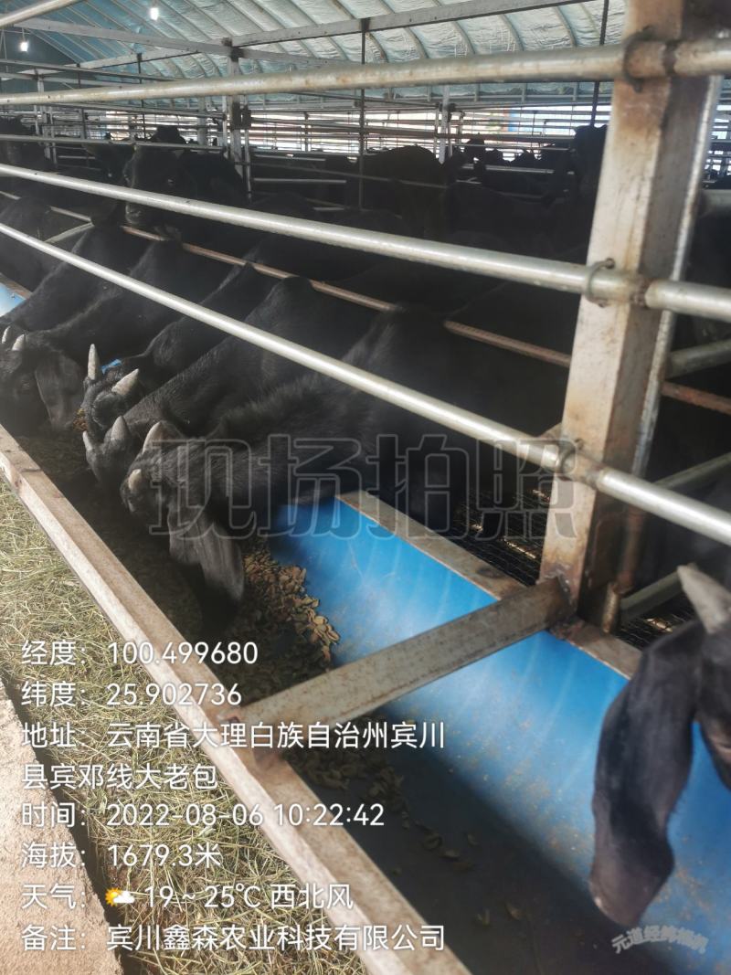 有卖山羊羊苗的网站吗_有卖山羊羊苗的网站吗知乎