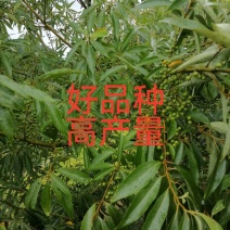 大家好，我湖南省怀化市靖州县丁西发专业种植优质木姜子苗l
