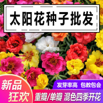 网红重瓣太阳花种子混合装易养活四季开花室外庭院花园冻不死
